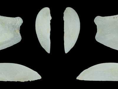 Lembulus