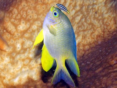 Lemon Damselfish