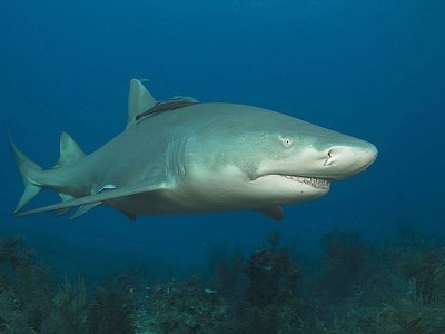 Lemon Shark