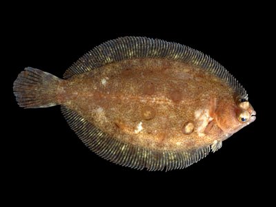 Lemon Sole
