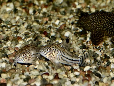 Leopard Catfish