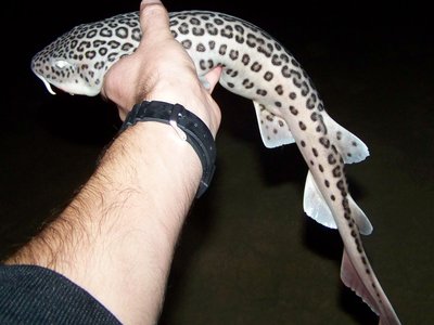 Leopard Catshark