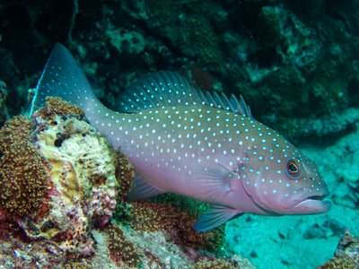 Leopard Coral Grouper
