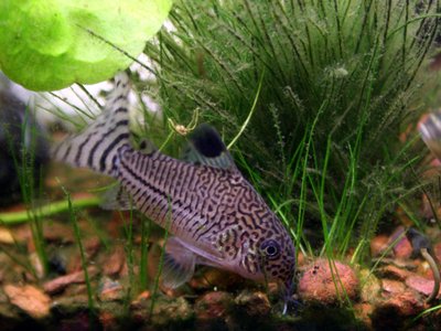Leopard Corydoras