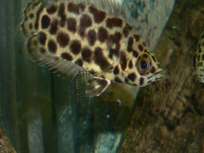 Leopard Ctenopoma