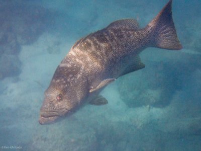 Leopard Grouper