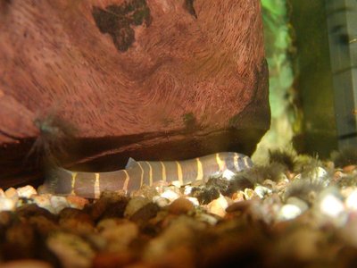 Leopard Loach