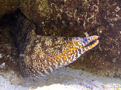 Leopard Moray Eel