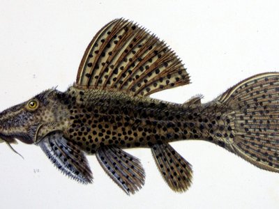 Leopard Pleco