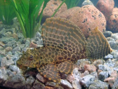 Leopard Sailfin