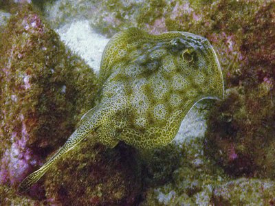 Leopard Stingray