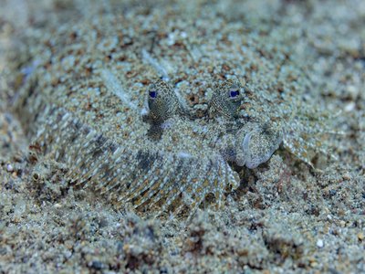 Leopard Turbot