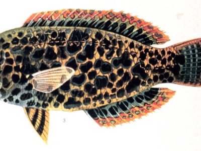 Leopard Wrasse