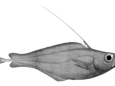 Lepidion eques