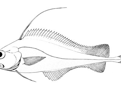 Lepidion