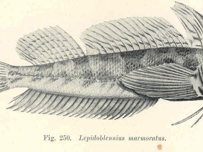 Lepidoblennius marmoratus