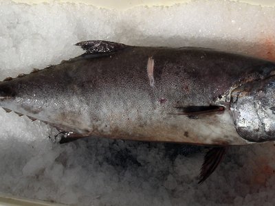 Lepidocybium flavobrunneum