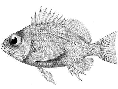Lepidoperca