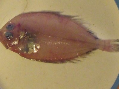 Lepidorhombus boscii