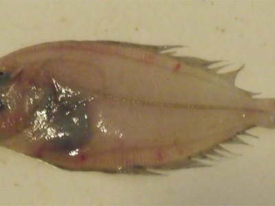 Lepidorhombus whiffiagonis