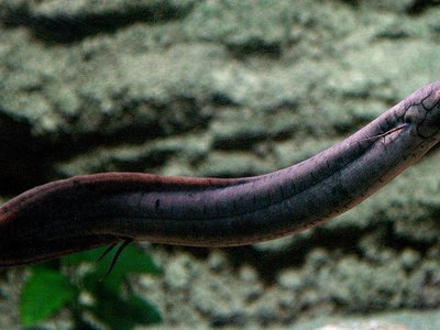 Lepidosiren paradoxa