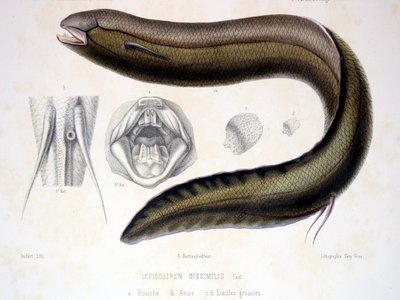 Lepidosiren