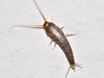 Lepisma