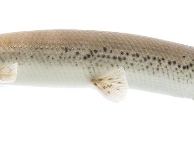 Lepisosteus platostomus