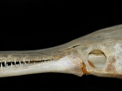 Lepisosteus platyrhincus