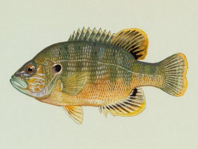 Lepomis cyanellus
