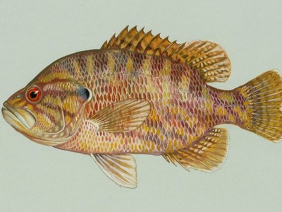 Lepomis gulosus