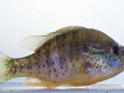 Lepomis humilis