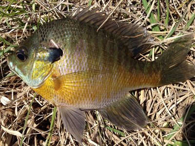 Lepomis macrochirus