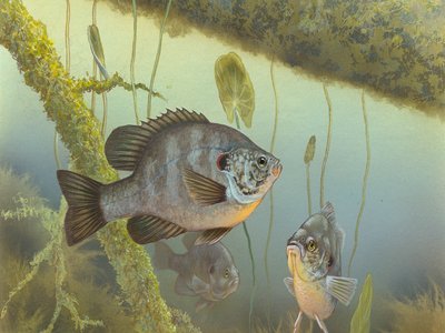 Lepomis microlophus