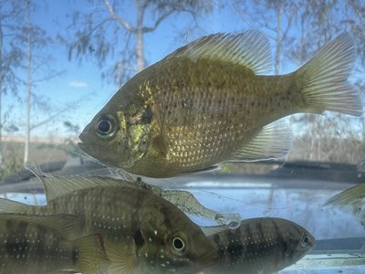 Lepomis punctatus