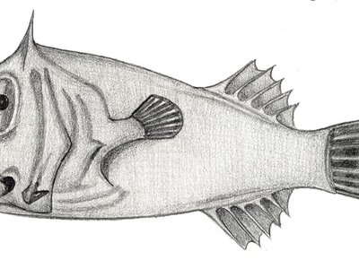 Leptacanthichthys