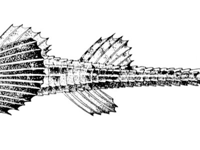 Leptagonus