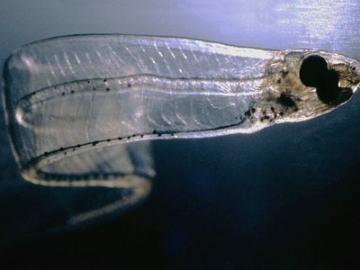 Leptocephalus