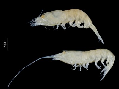 Leptochela