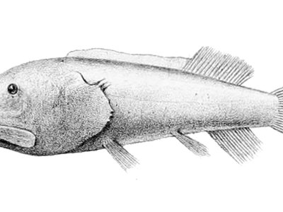 Leptochilichthys