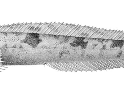 Leptoclinus