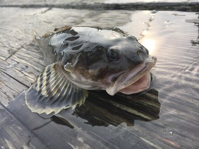 Leptocottus armatus