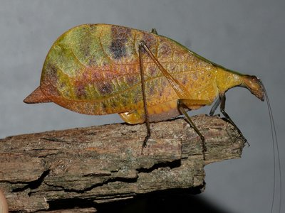 Leptoderes