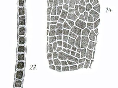 Leptoderma
