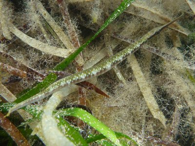 Leptoichthys