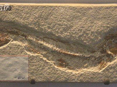 Leptolepis