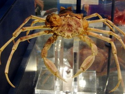 Leptomithrax
