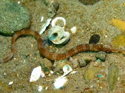 Leptonotus