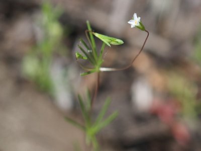 Leptosiphon
