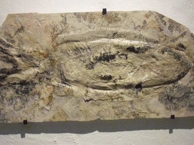 Leptoteuthis